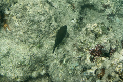 Canthigaster amboinensis