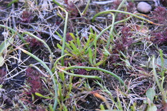 Microseris bigelovii