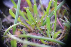 Microseris bigelovii