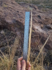 Muhlenbergia emersleyi