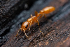 Pseudomyrmex pallidus