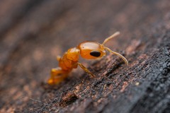 Pseudomyrmex pallidus