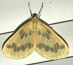 Eubaphe