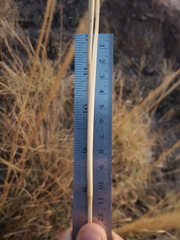 Muhlenbergia emersleyi