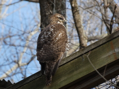 Buteo jamaicensis