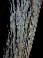 Muhlenbergia emersleyi