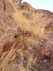 Muhlenbergia emersleyi
