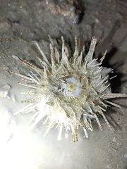 Temnopleurus toreumaticus