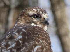 Buteo jamaicensis
