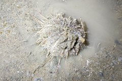 Temnopleurus toreumaticus