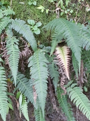 Blechnum occidentale