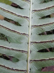 Blechnum occidentale