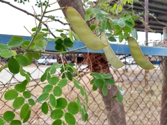 Erythrostemon mexicanus