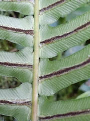Blechnum occidentale