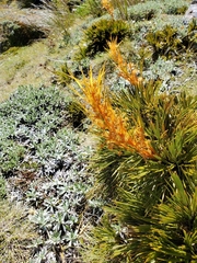 Aciphylla montana