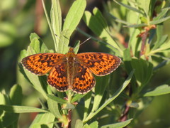Boloria eunomia