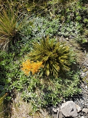 Aciphylla montana