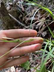 Carex calcifugens