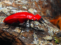 Synhoria maxillosa