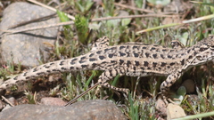 Liolaemus annectens