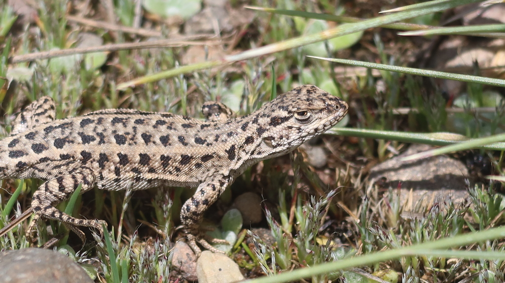 Caylloma Smooth-Throated Lizard