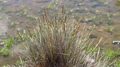 Festuca chrysophylla
