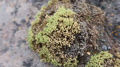 Pycnophyllum glomeratum