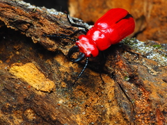 Synhoria maxillosa