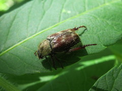 Hoplia trifasciata