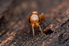 Pseudomyrmex pallidus