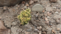 Poa lepidula