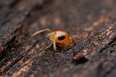 Pseudomyrmex pallidus