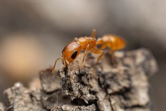 Pseudomyrmex pallidus