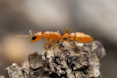 Pseudomyrmex pallidus