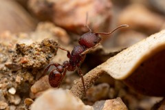 Pogonomyrmex imberbiculus