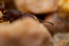 Pogonomyrmex imberbiculus