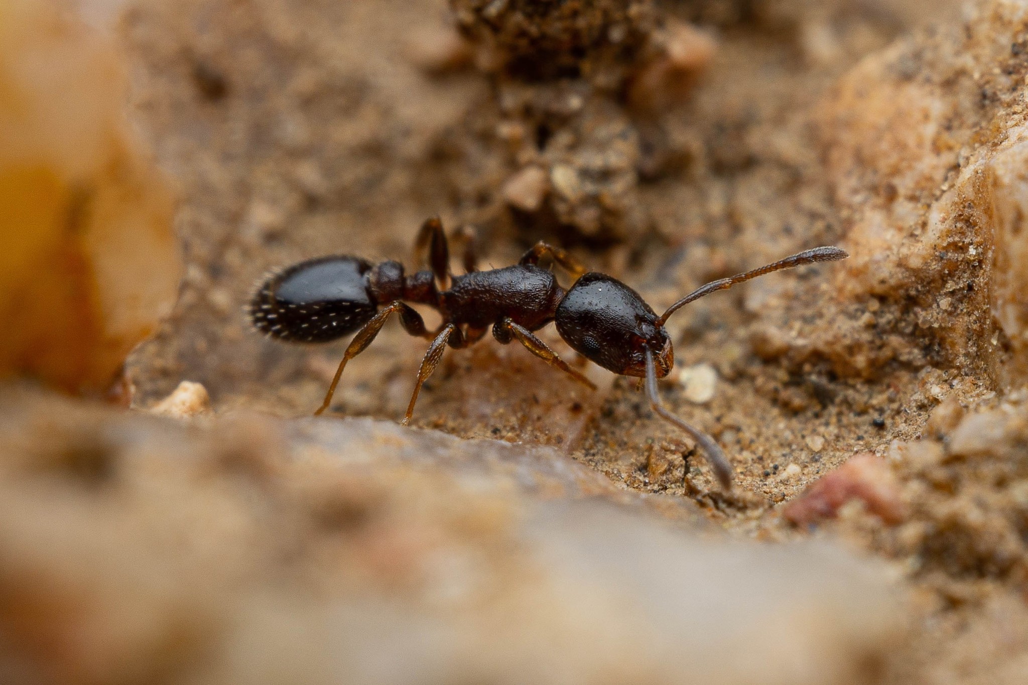 Temnothorax neomexicanus
