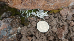 Thamnolia vermicularis