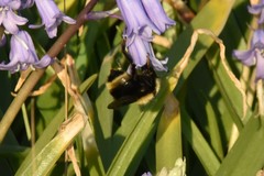 Bombus fervidus
