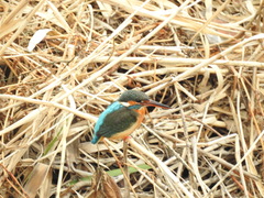 Alcedo atthis