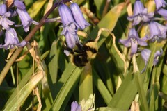 Bombus fervidus