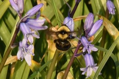 Bombus fervidus