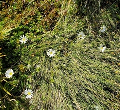 Brachyscome sinclairii