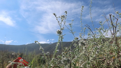 Cryptantha peruviana