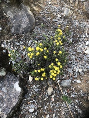 Helichrysum parvifolium