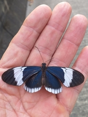 Heliconius sapho sapho