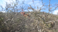 Mulguraea arequipensis