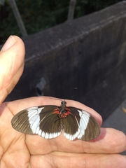 Heliconius sapho sapho