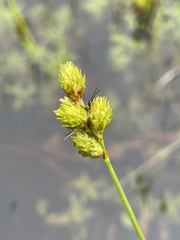 Carex vexans