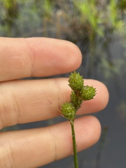 Carex vexans